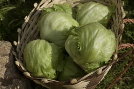 Eisbergsalat eisbergsalat.jpg