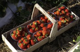 Erdbeeren erdbeeren.jpg