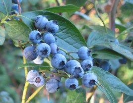 Heidelbeeren heidelbeeren.jpg