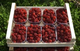 Himbeeren himbeeren_schalen_web.jpg