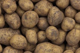 Kartoffeln kartoffeln.jpg