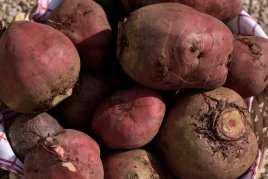 Rohnen rohnen_web.jpg