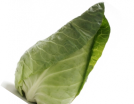 Spitzkohl spitzkohl.png