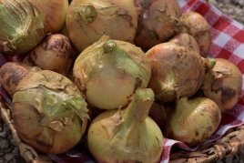 Zwiebel zwiebel_web.jpg